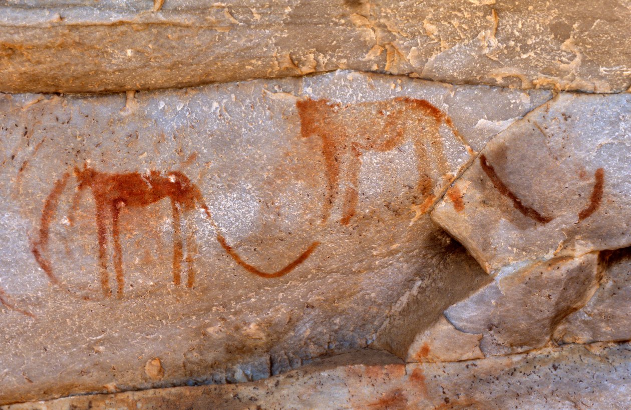 Peintures rupestres des San (Bushmen), Cedarburg, Cap-Occidental - Unknown
