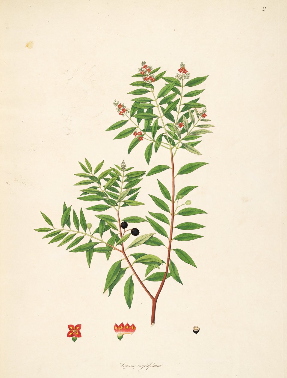 Illustration de Sirium myrtifolium (= Santalum album), Santalaceae - anonymus