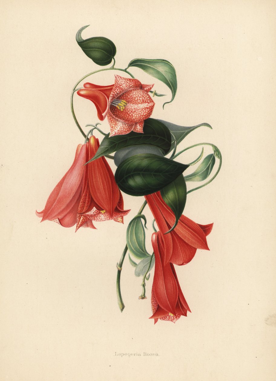 Copihue ou cloche chilienne, Lapageria rosea - Unknown