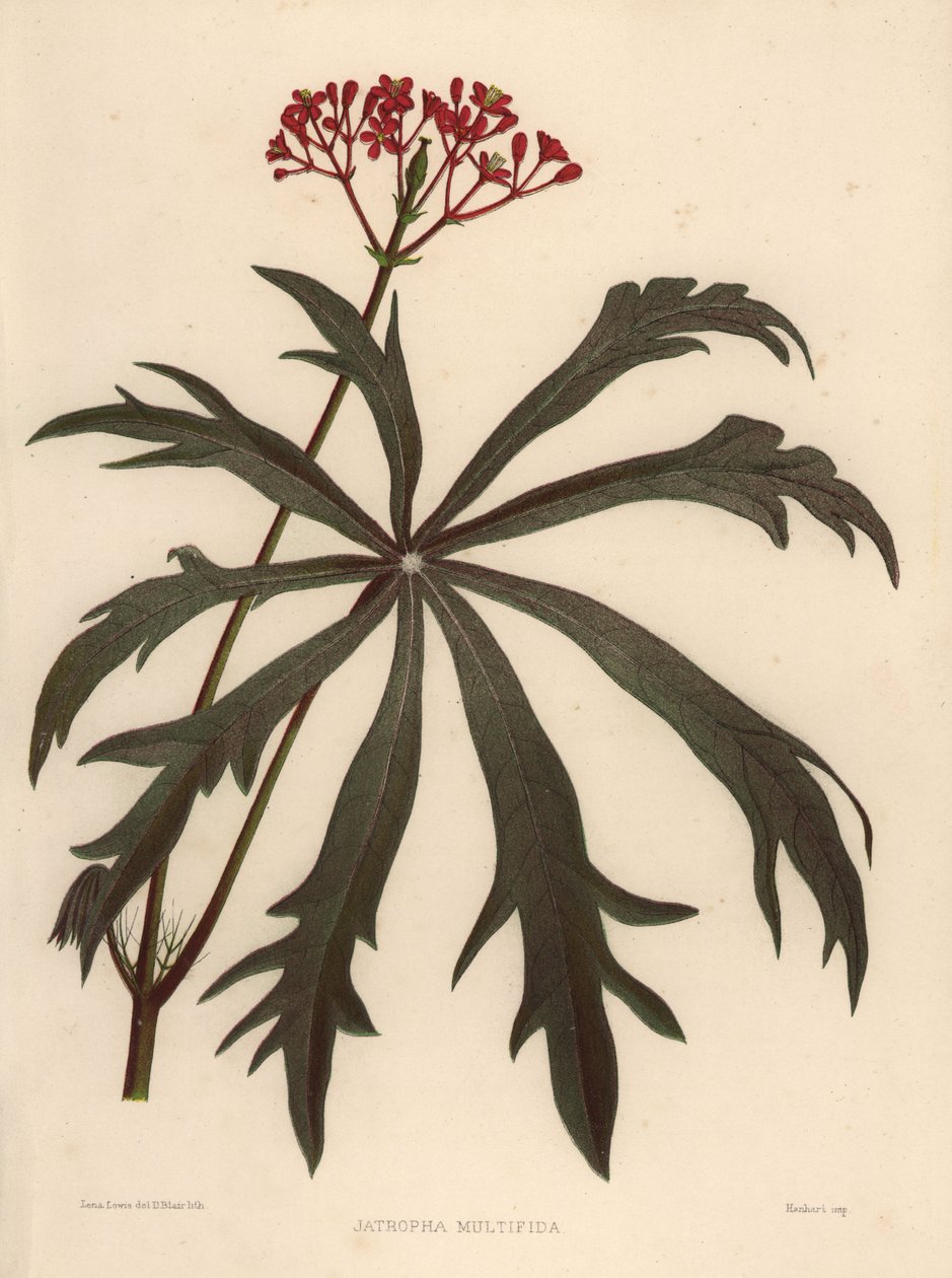 Corail buisson, Jatropha multifida - Unknown