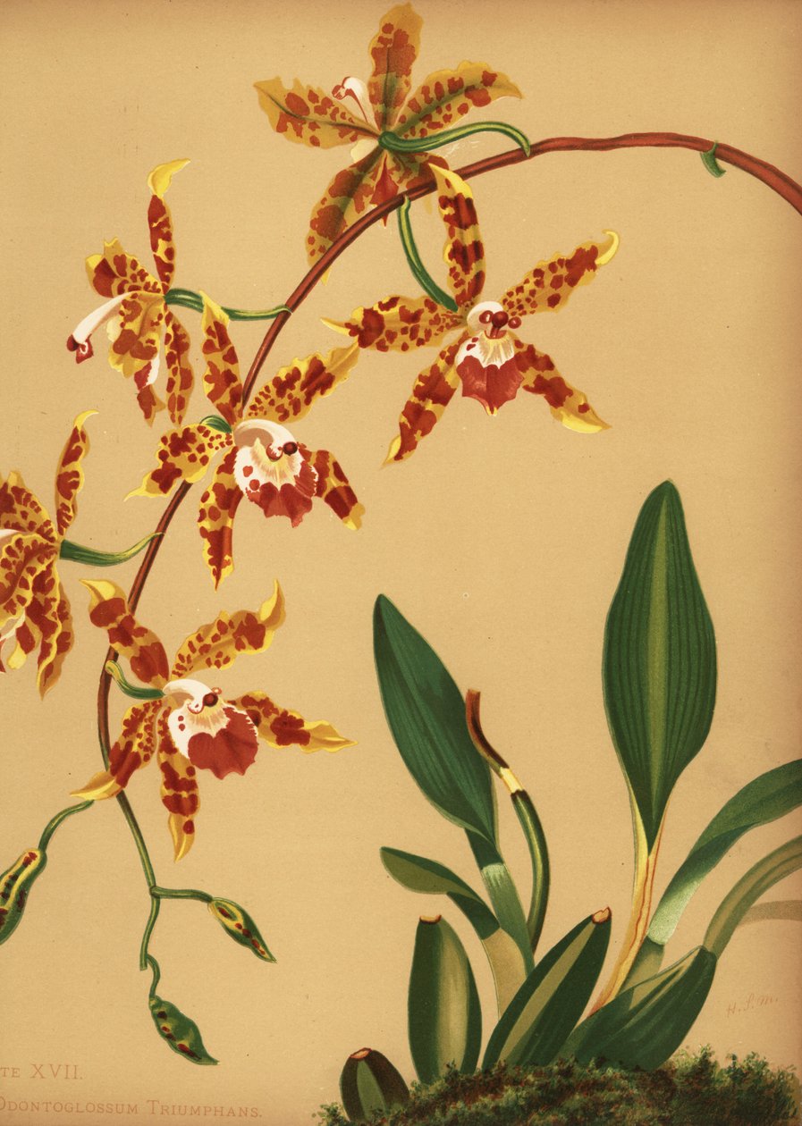 Orchidée dame dansante, Oncidium spectatissimum (Odontoglossum triumphans) - Unknown