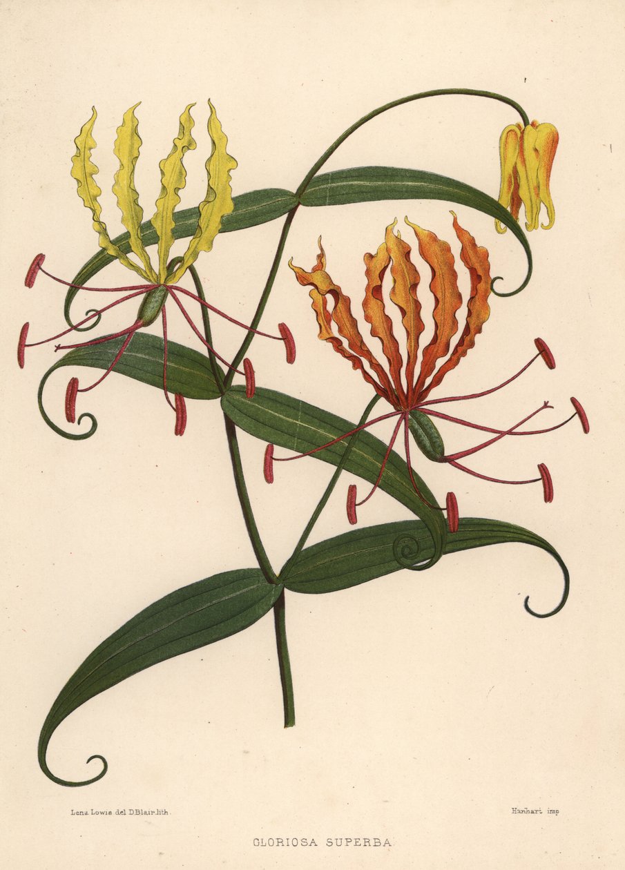 Lis de flamme, Gloriosa superba - Unknown