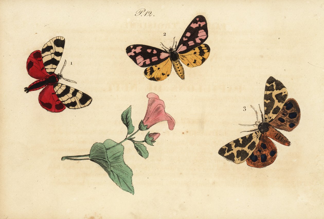 Écaille tigrée d
