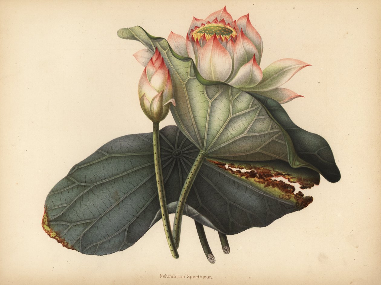 Lotus indien, Nelumbo nucifera - Unknown
