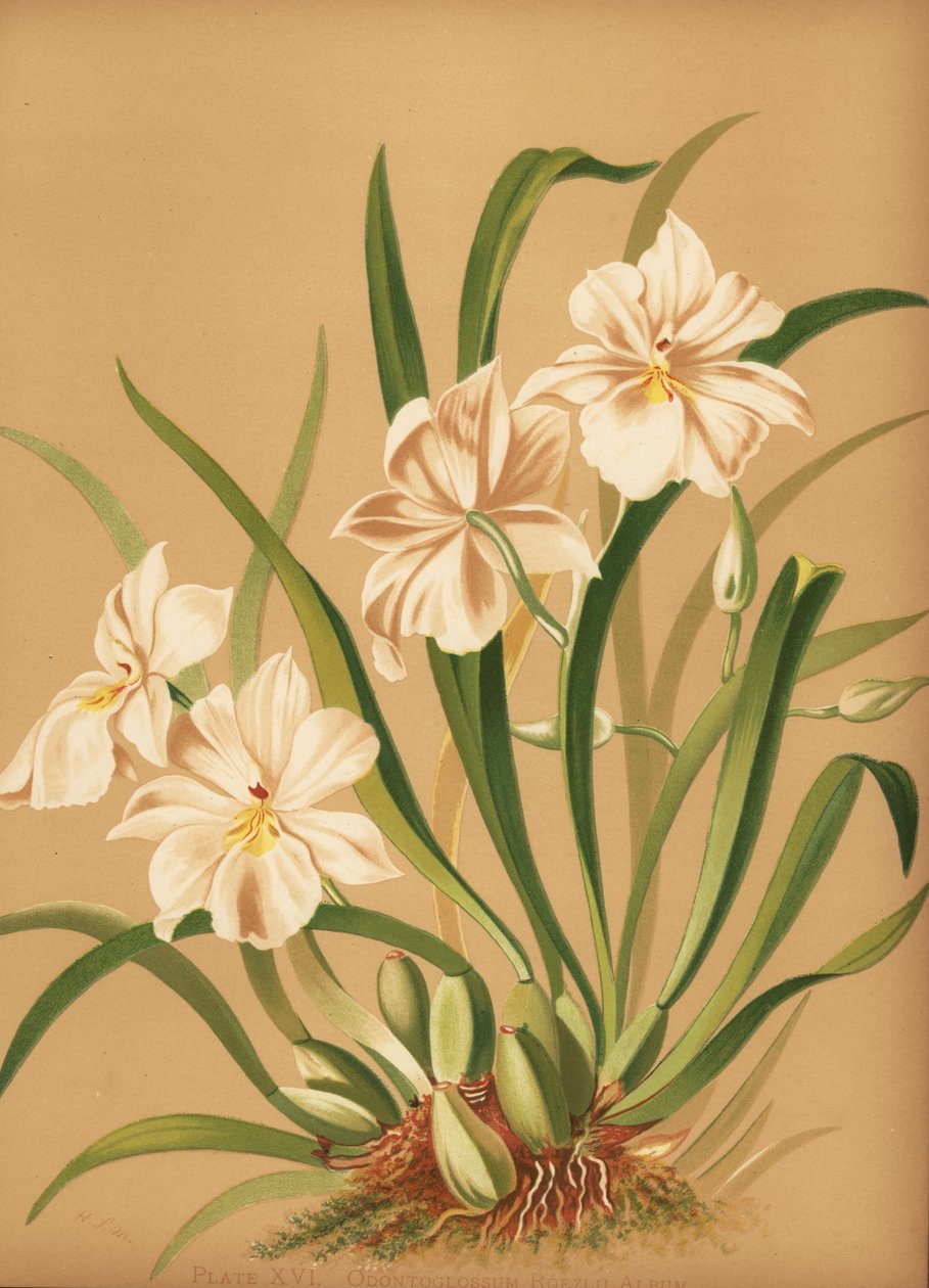 Orchidée pensée, Miltoniopsis roezlii (Odontoglossum roezlii album) - Unknown