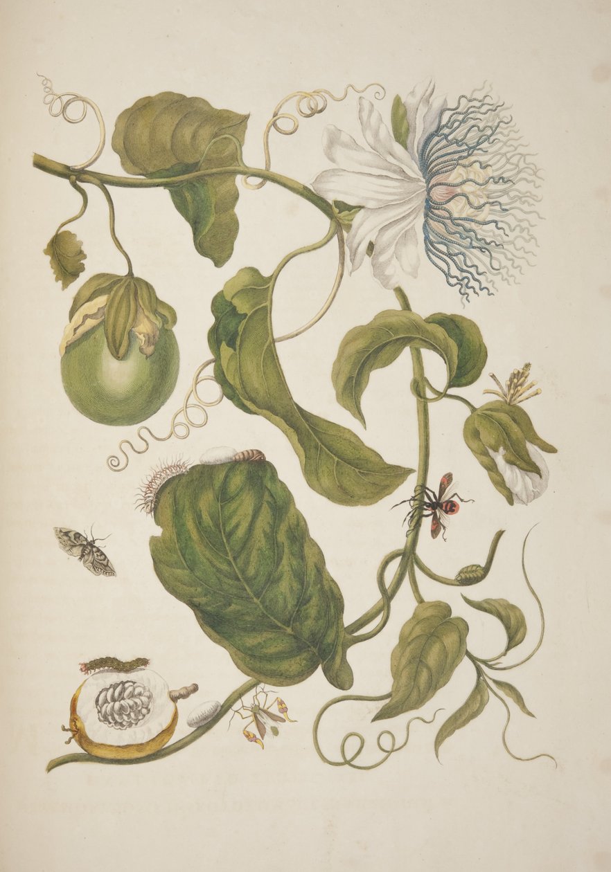 Planche XXI de Metamorphosis Insectorum Surinamensium par Maria Sibylla Merian, 1705 - Unknown