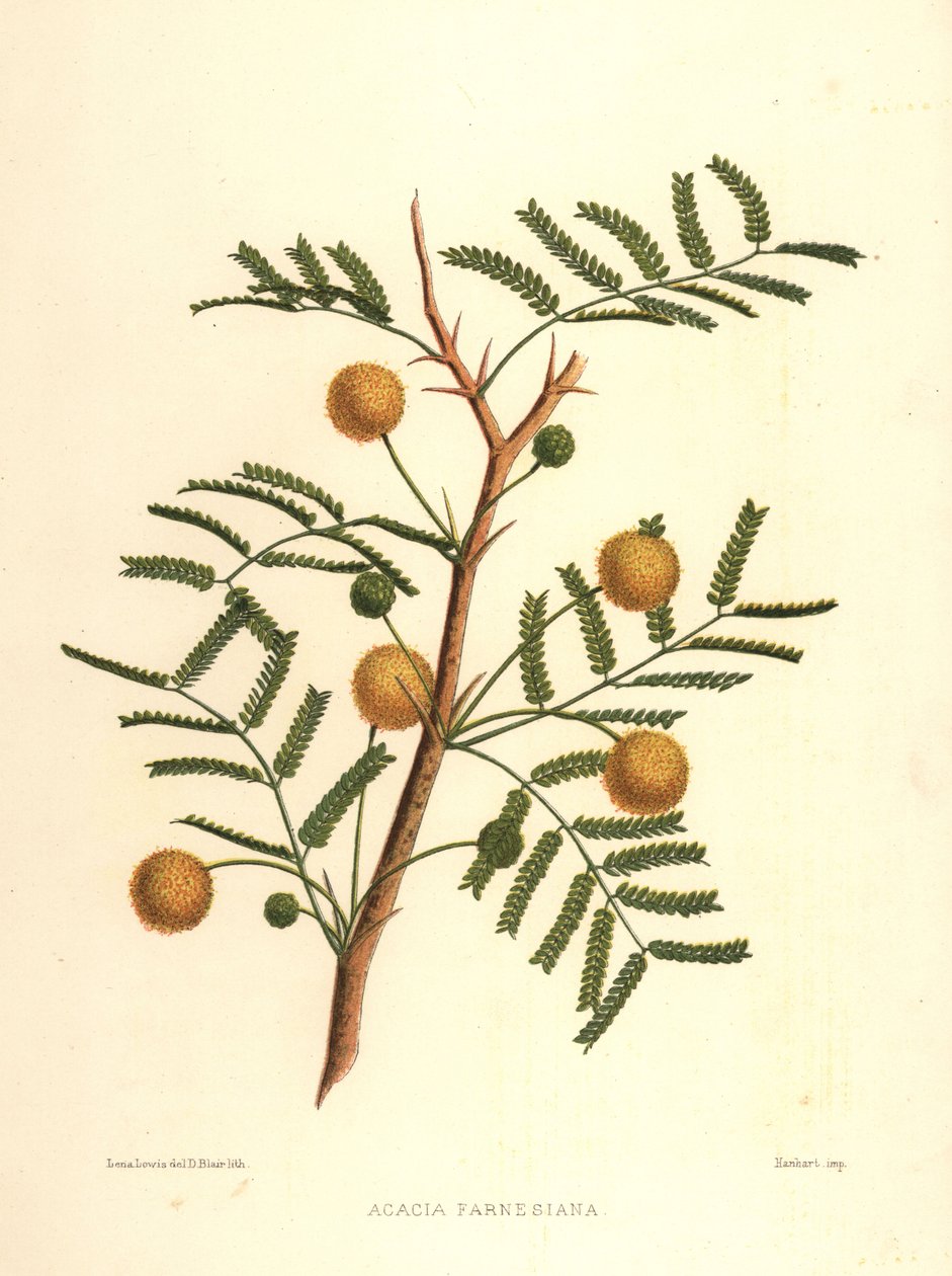 Acacia farnesiana - Unknown