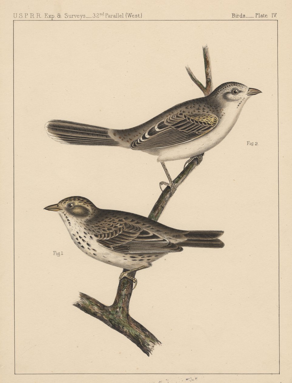 Oiseaux, Planche IV, 1855 - American School