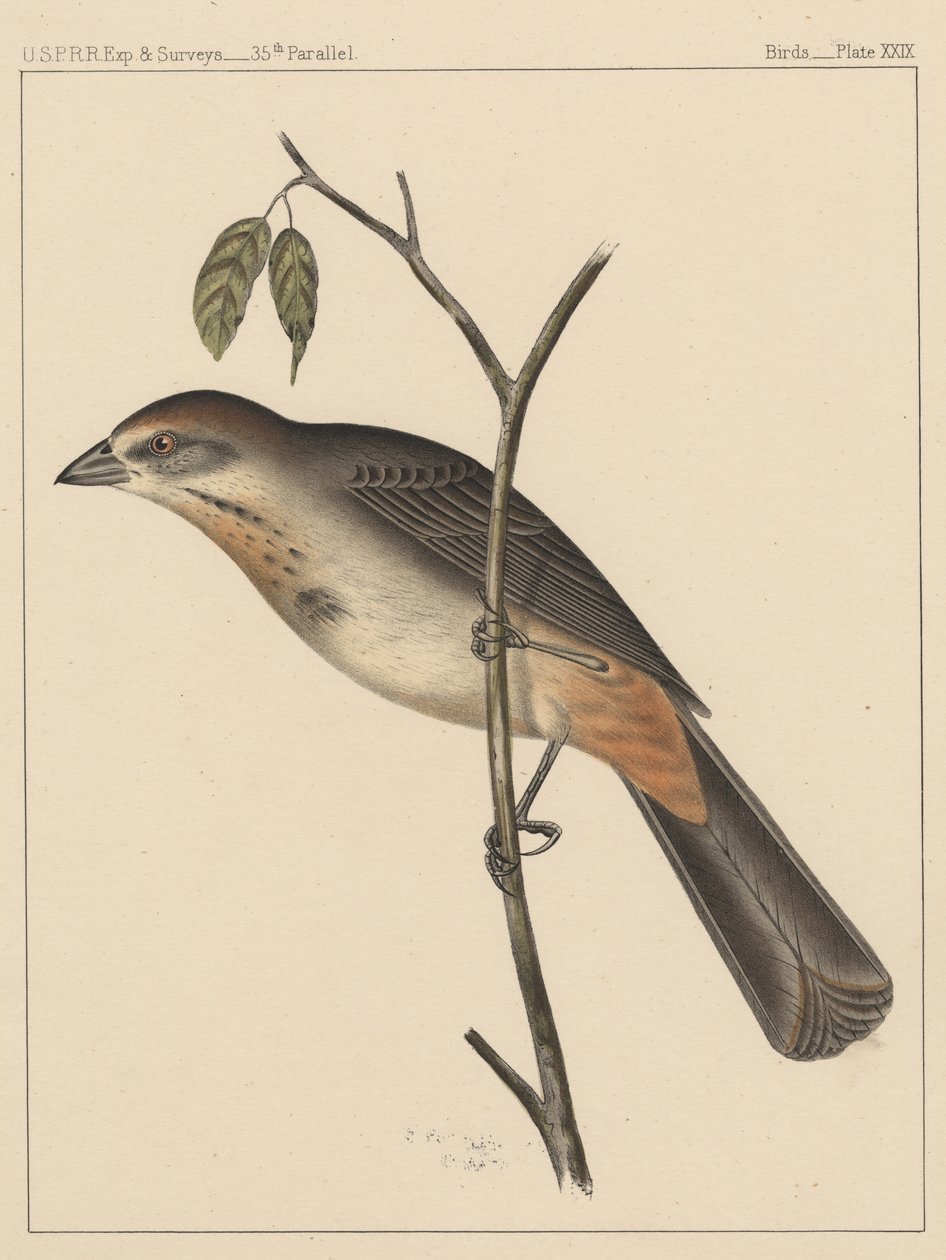 Oiseaux, Planche XXIX, 1855 - American School