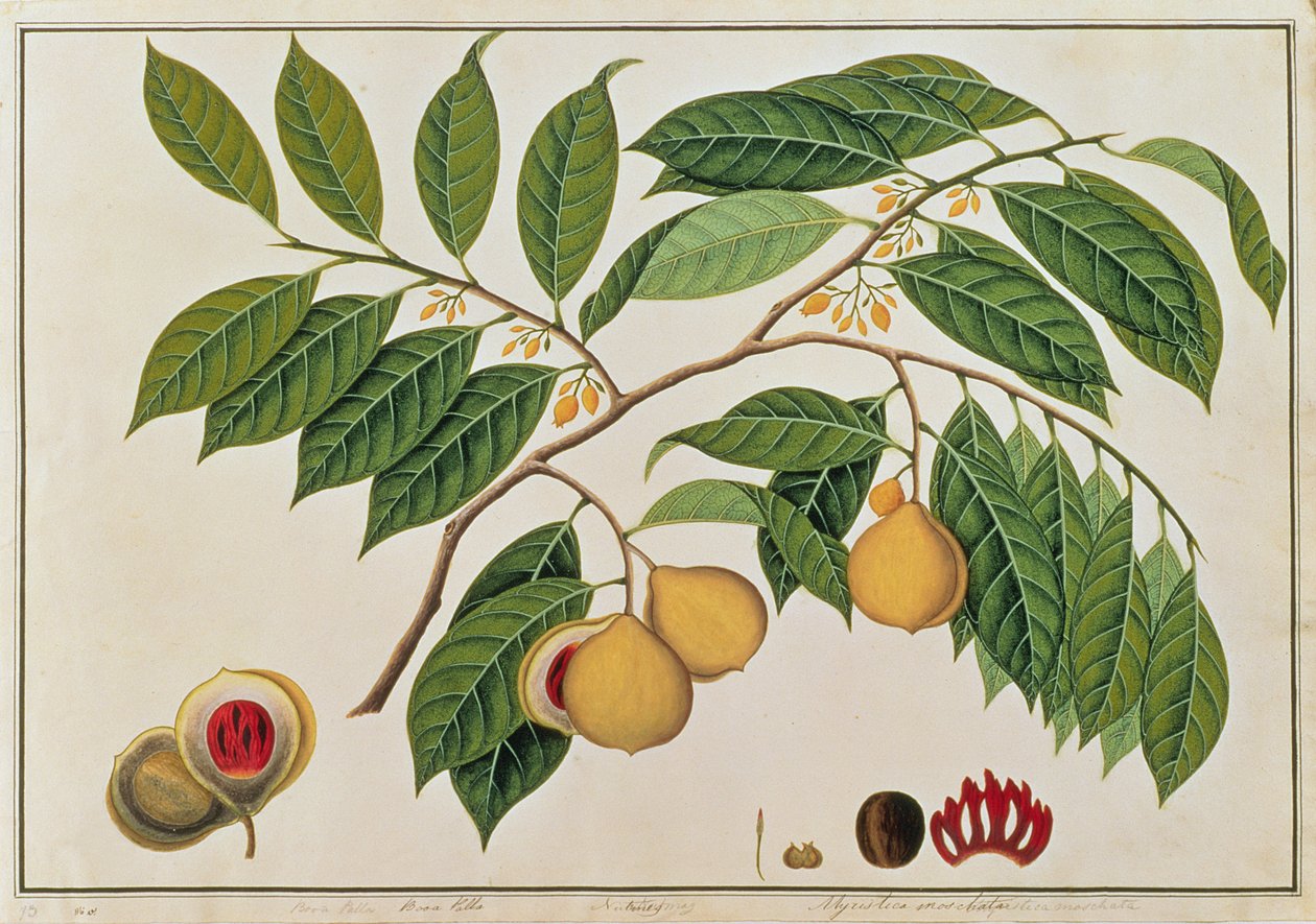 Booa Palla ou muscade, de Dessins de plantes de Malacca, c.1805-18 - Chinese School