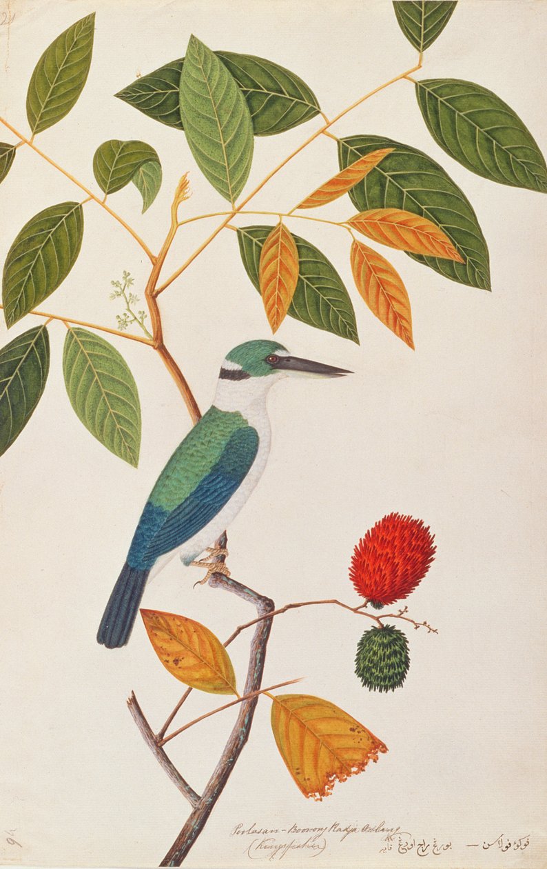 Martin-chasseur à collier, des dessins d