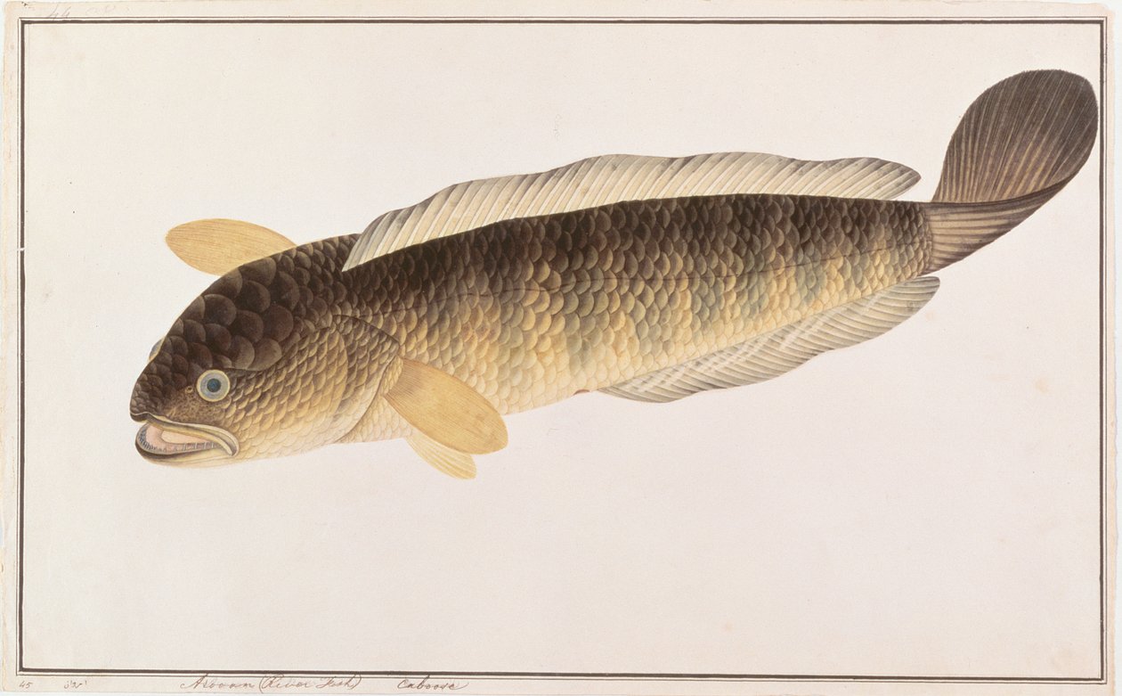 Poisson-tête de serpent commun, de dessins de poissons de Malacca, c.1805-18 - Chinese School