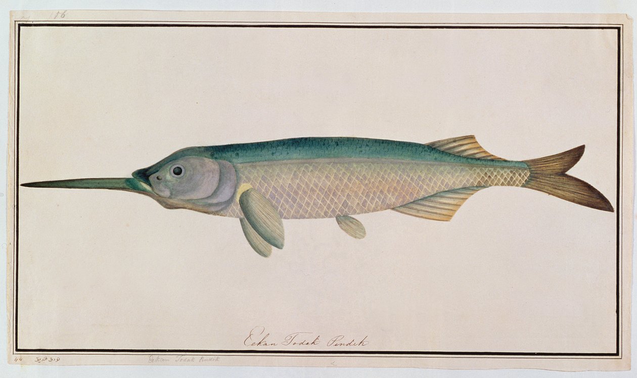 Eekan Todah Pindik, de dessins de poissons de Malacca, c.1805-18 - Chinese School