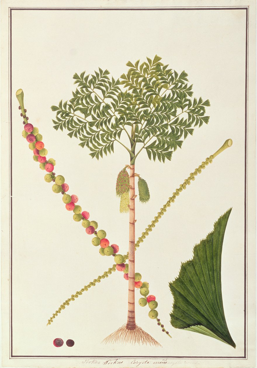 Palmier à queue de poisson, tiré de Dessins de plantes de Malacca, vers 1805-18 - Chinese School