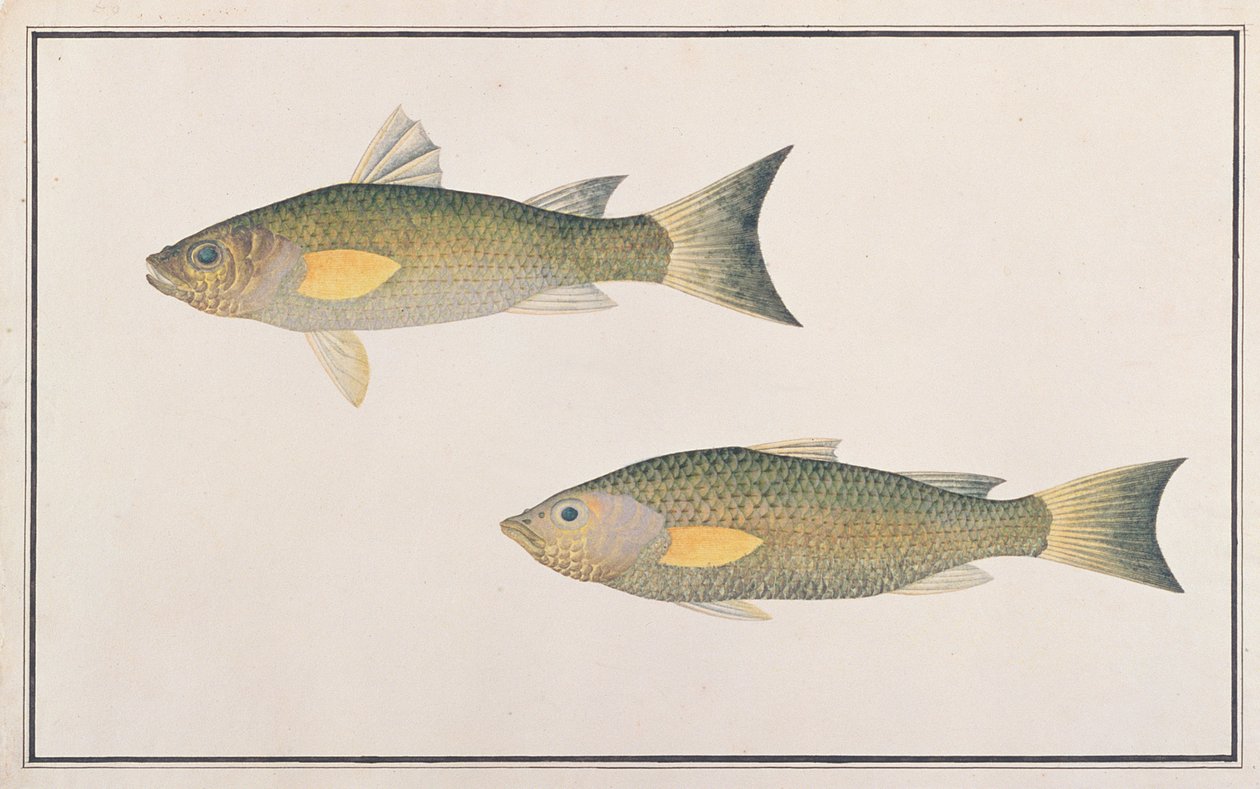 Mulet gris, de dessins de poissons de Malacca, c.1805-18 - Chinese School