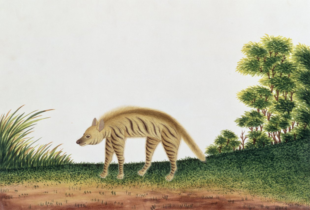 Hyène, tiré de Dessins d
