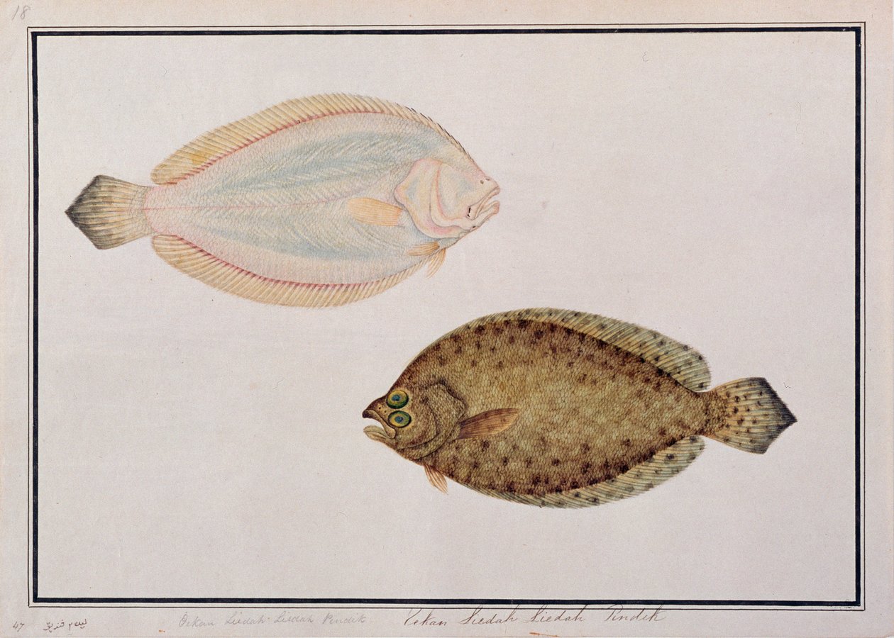 Plie à grandes dents, de dessins de poissons de Malacca, c.1805-18 - Chinese School
