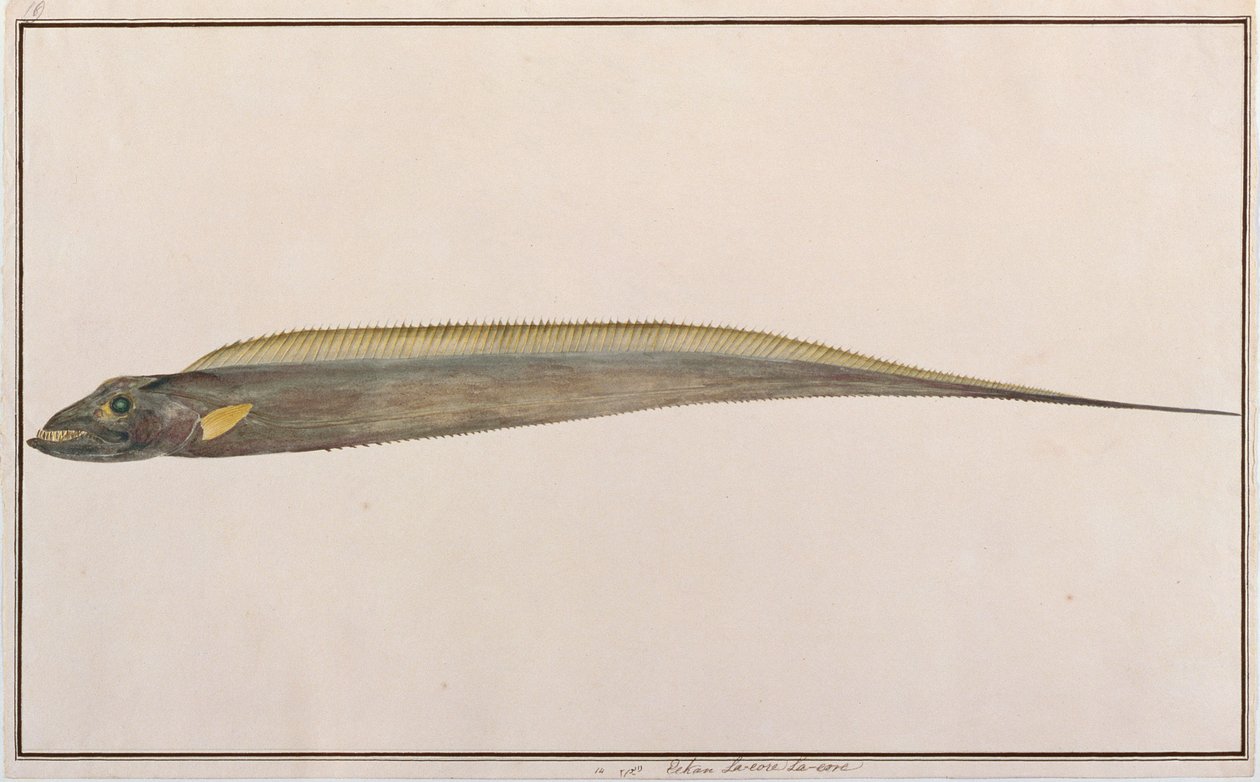 Poisson-sabre à grande tête, de dessins de poissons de Malacca, c.1805-18 - Chinese School