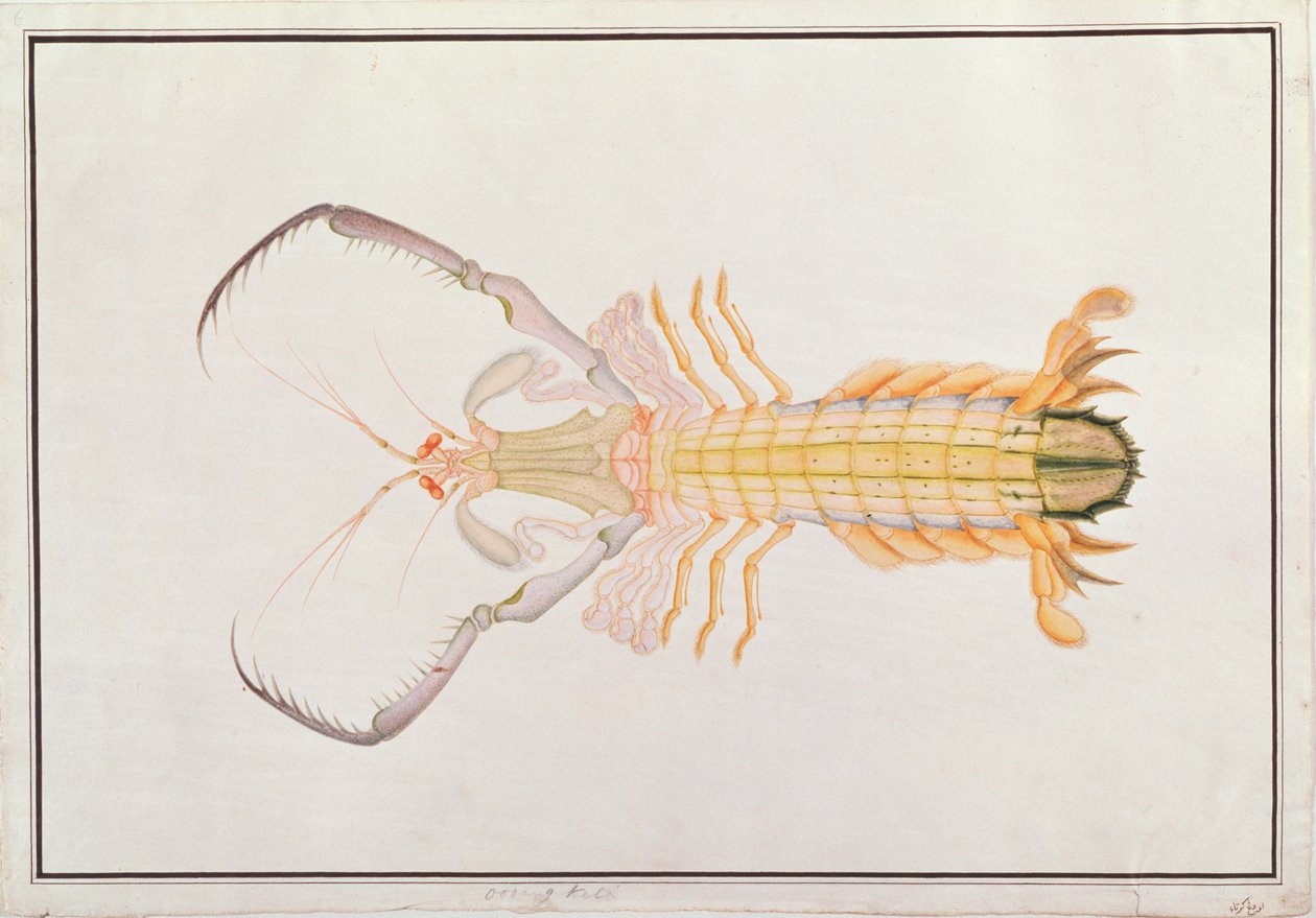 Crevette mante, de Dessins d