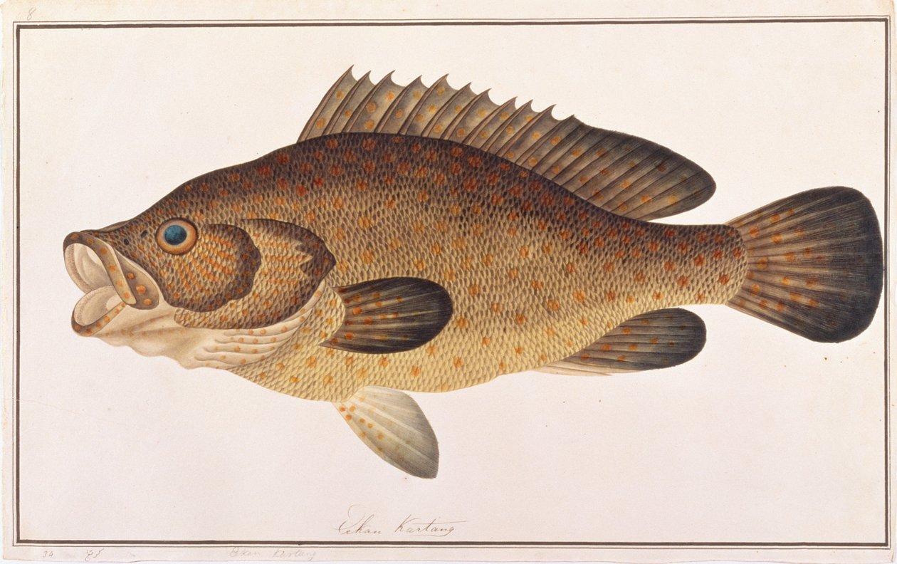 Mérou à taches orange, des dessins de poissons de Malacca, c.1805-18 - Chinese School