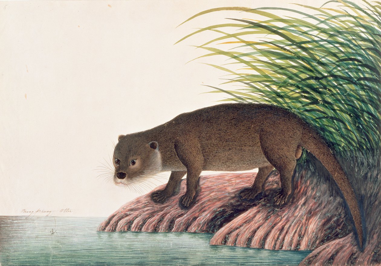Loutre, Brang-Brang, tiré de Dessins d