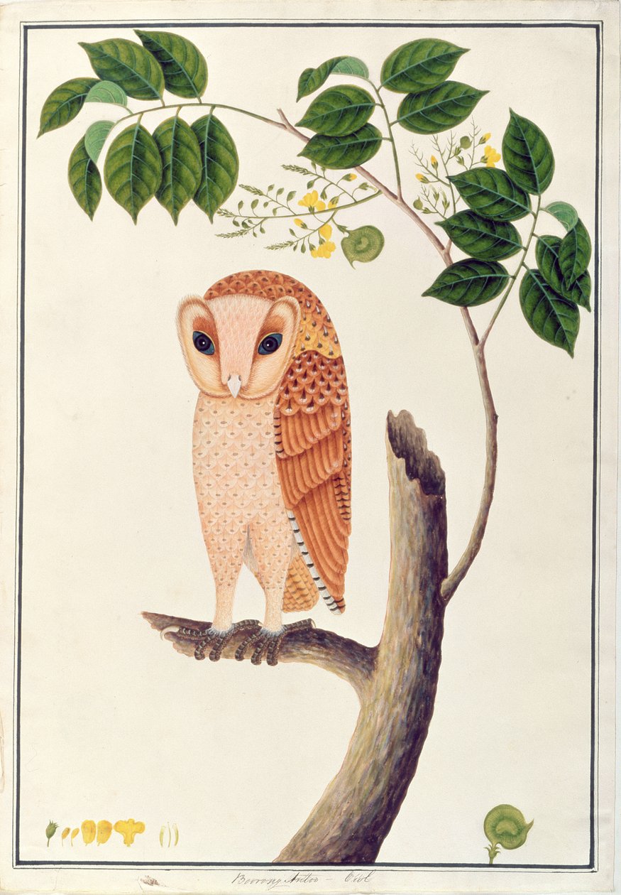 Hibou, Boorong antoo, d