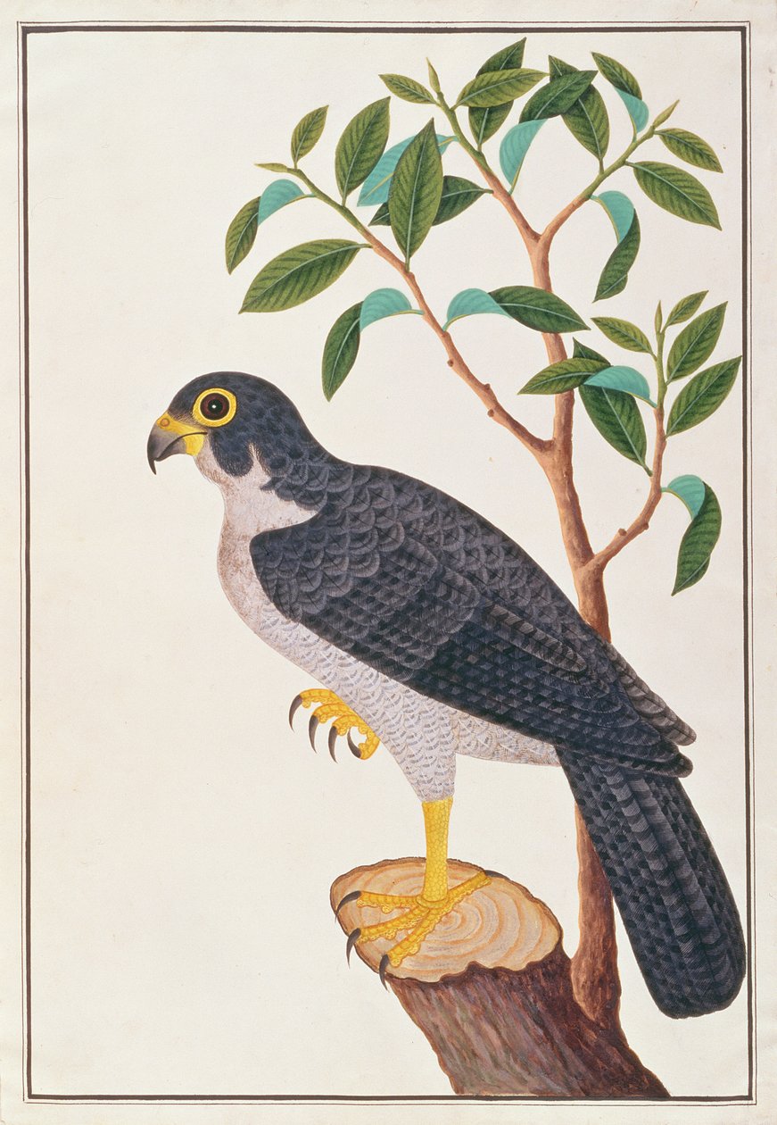 Faucon pèlerin, tiré de Dessins d