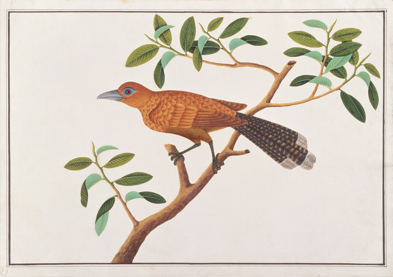 Raffles Malkoha, d
