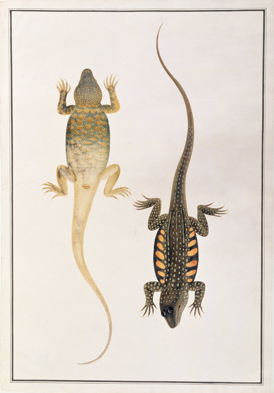 Reptiles, de Dessins d