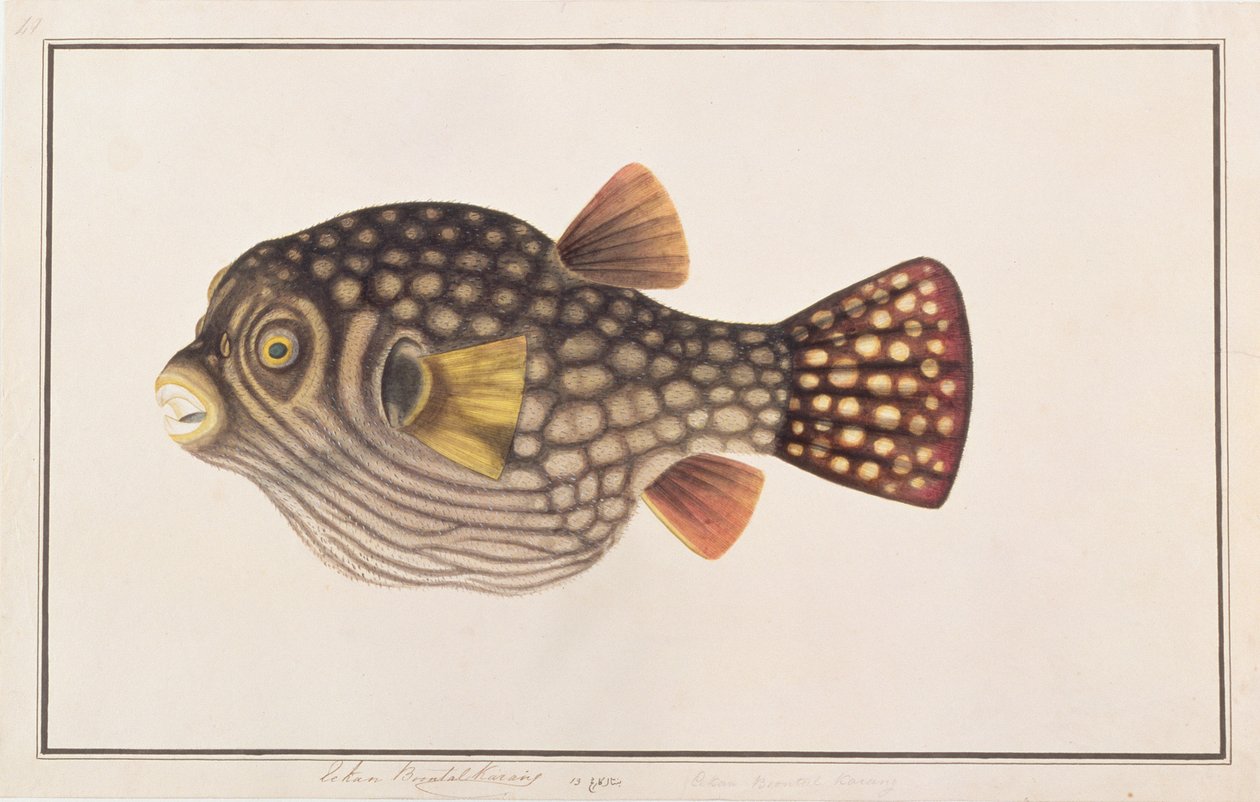 Poisson-globe réticulé, de dessins de poissons de Malacca, c.1805-18 - Chinese School