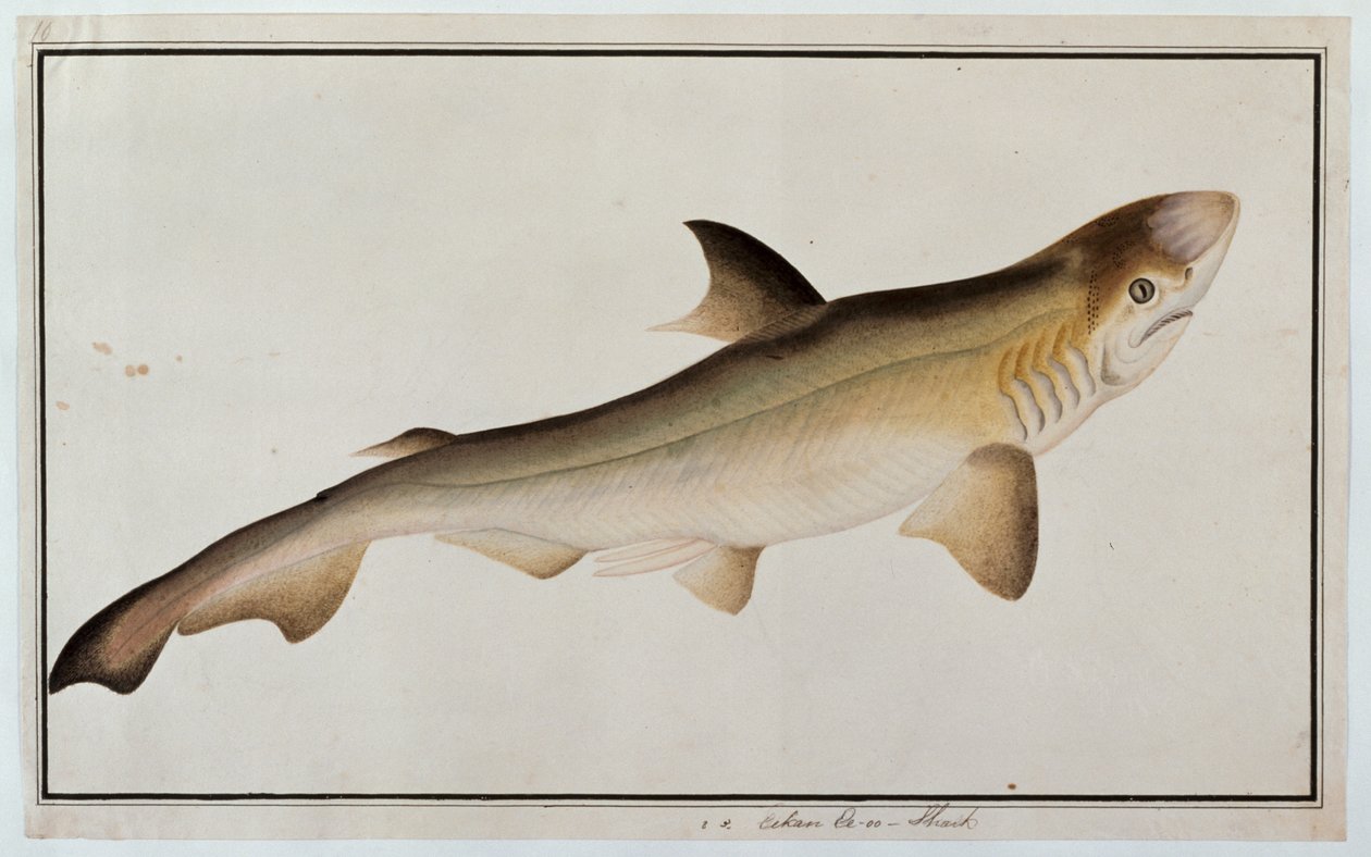 Requin, Eekan Ee-oo, de dessins de poissons de Malacca, c.1805-18 - Chinese School
