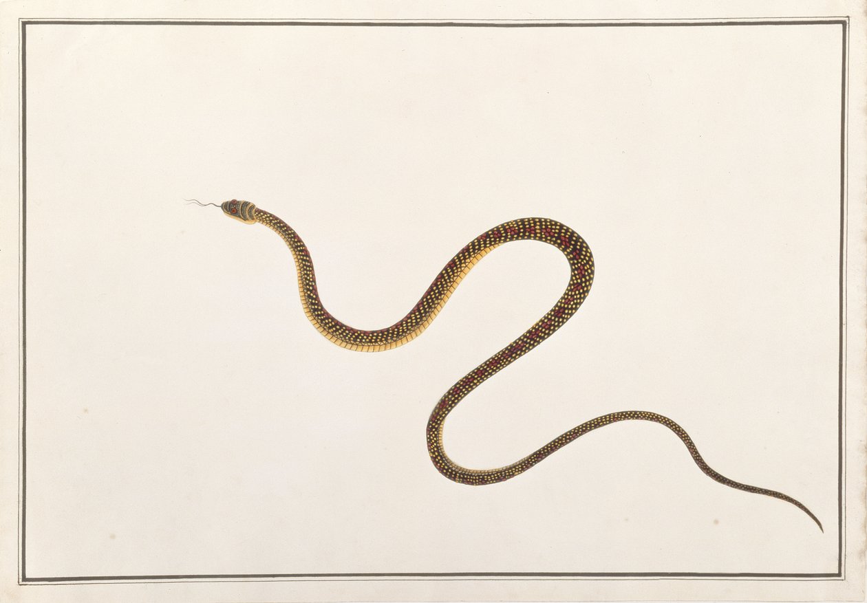 Serpent, de Dessins d