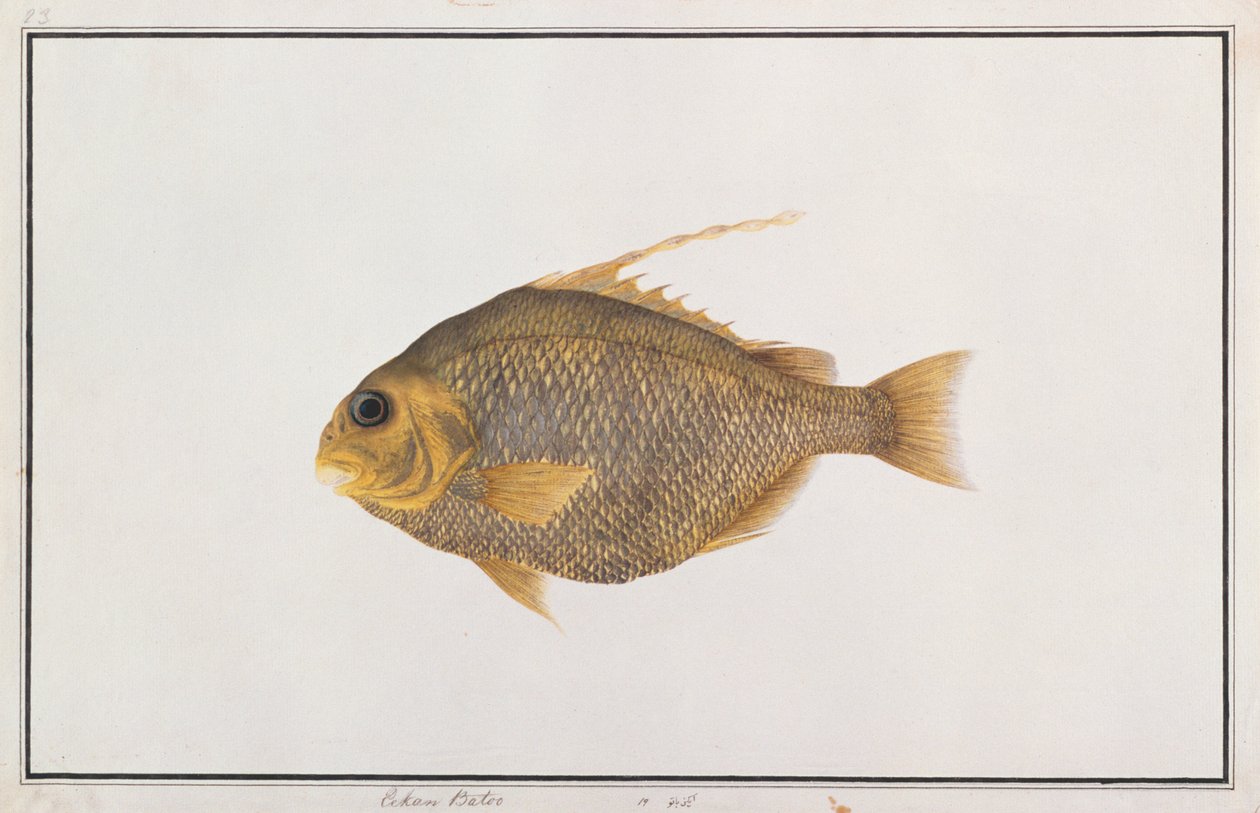 Poisson-pelle, de dessins de poissons de Malacca, c.1805-18 - Chinese School