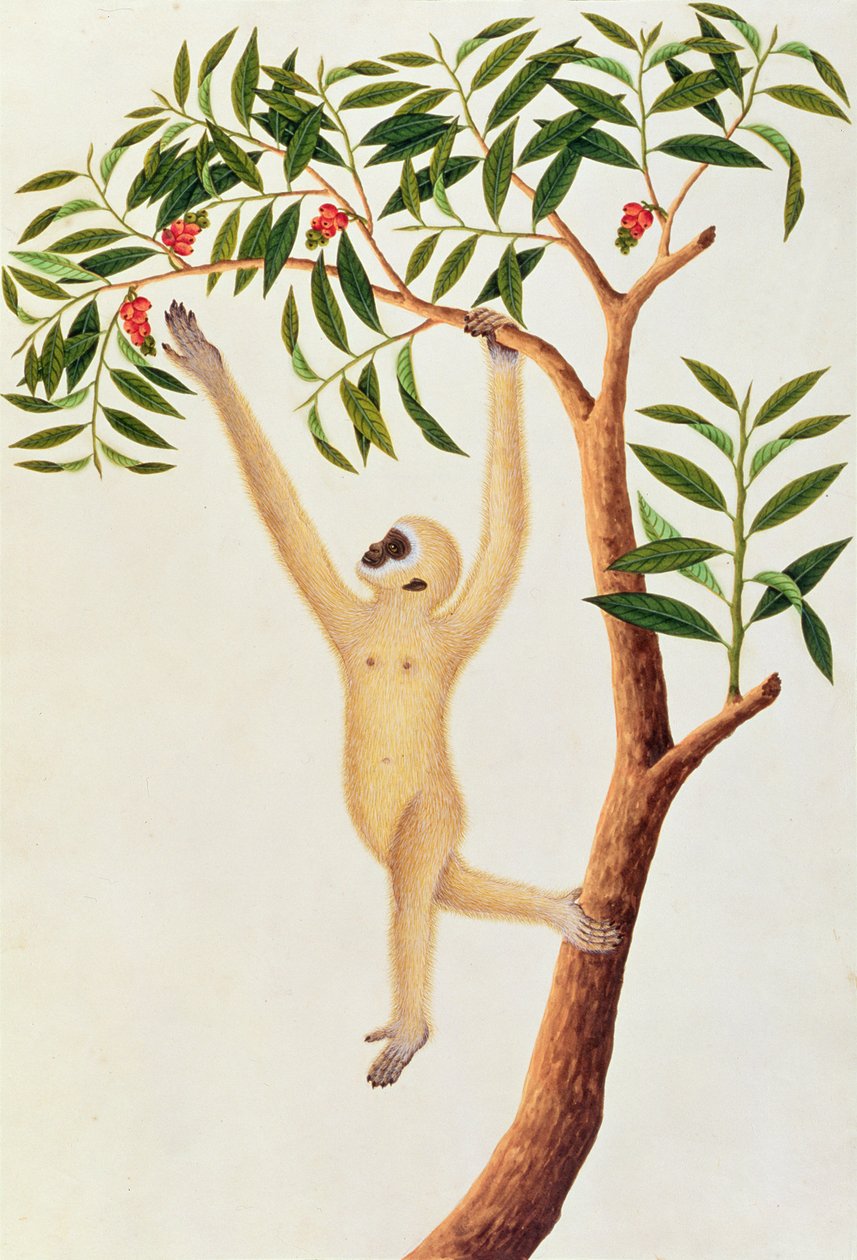 Singe blanc à longs bras, Ongka Pootre, tiré de Dessins d