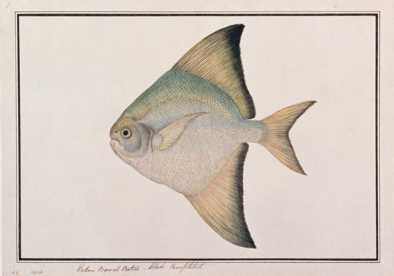 Pomfret blanc, de dessins de poissons de Malacca, c.1805-18 - Chinese School