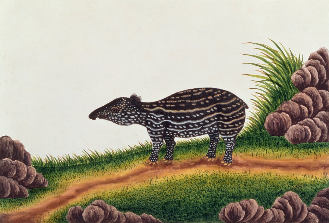 Jeune tapir de Malacca, tiré de Dessins d