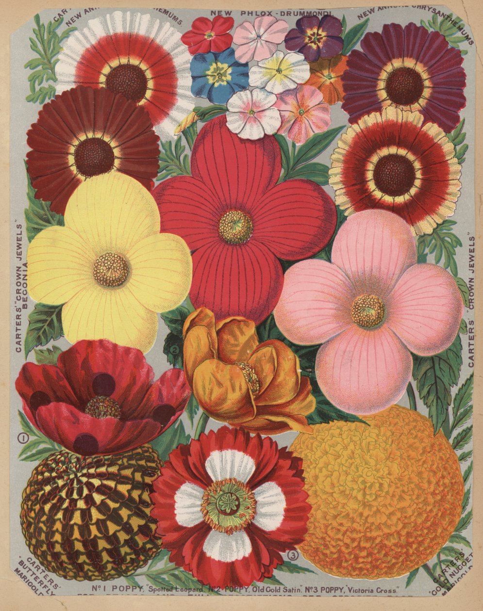 Page du catalogue de fleurs - English School