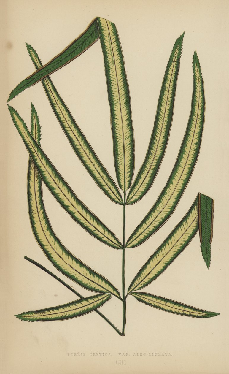 Pteris Cretica, variété Albo-Lineata - English School