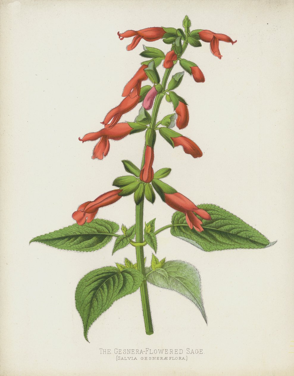 La Sauge à Fleurs de Gesnera, Salvia Gesneraeflora - English School