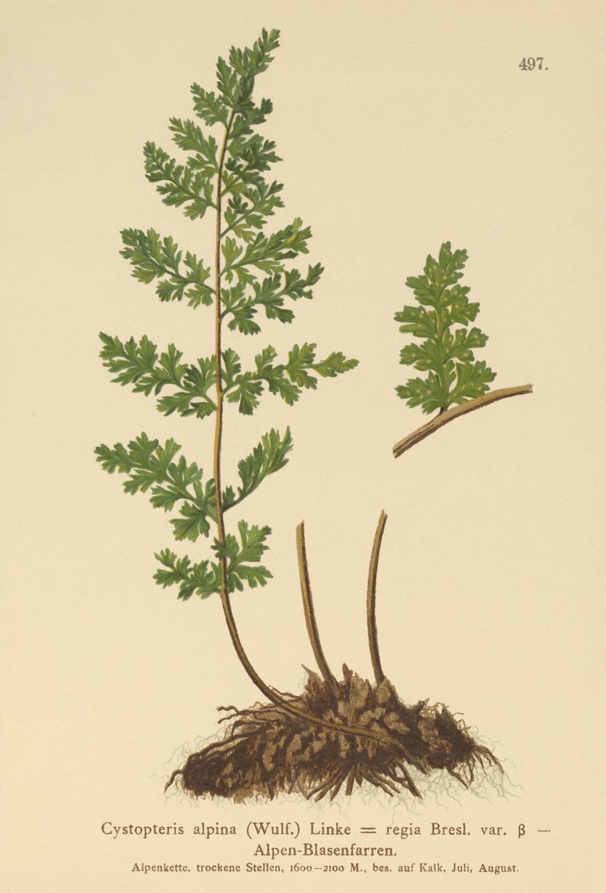 Fougère cystoptère alpine - German School
