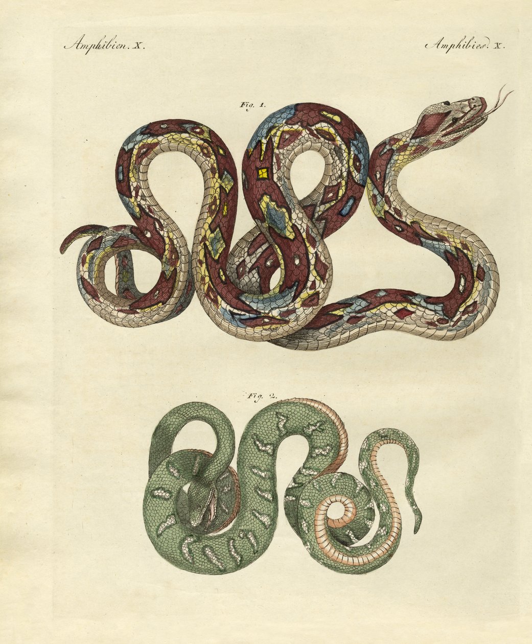 Serpent effrayant - German School