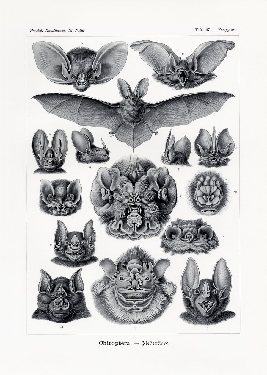 Chiroptera - German School