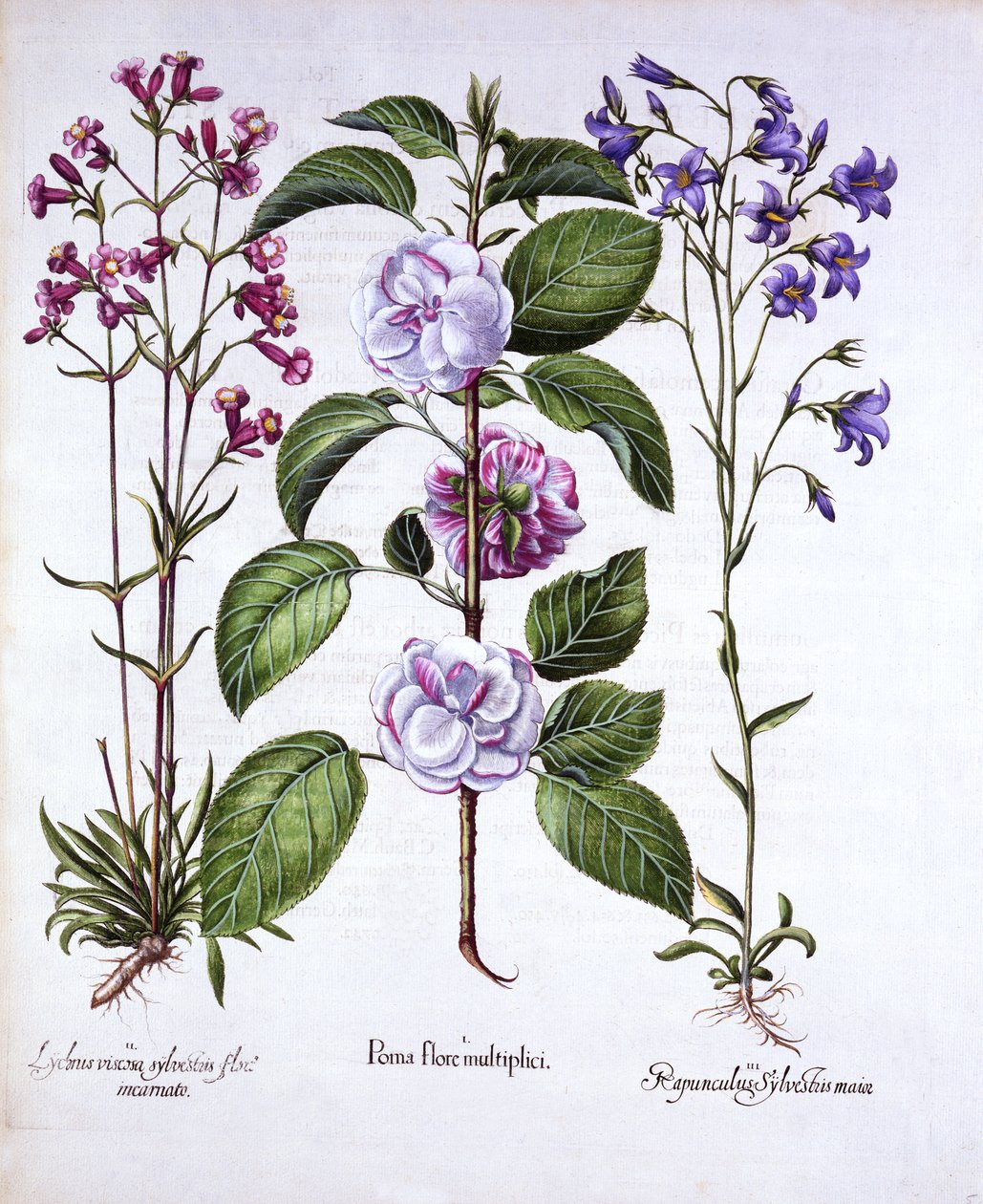 Pommier à fleurs doubles, silène et campanule, de Hortus Eystettensis, par Basil Besler, pub. 1613 - German School