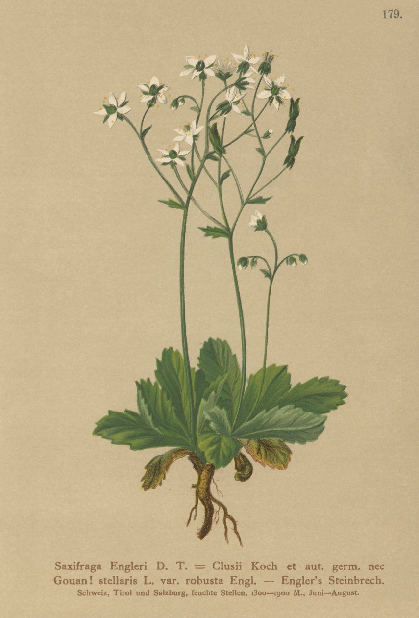 Saxifrage d