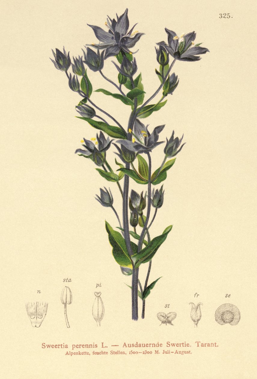 Swertie vivace (Sweertia perennis) - German School