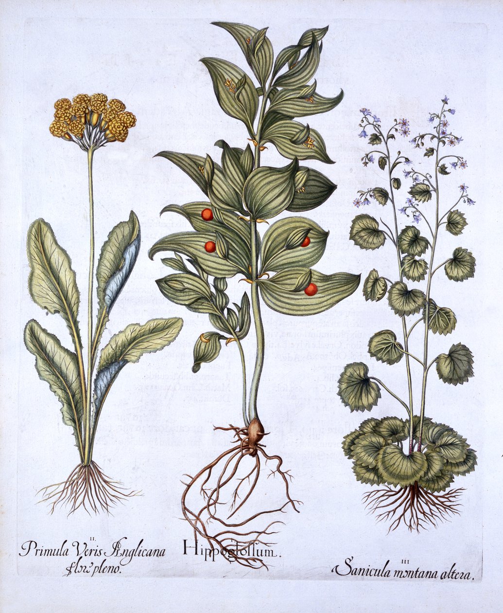 Hippoglosse, primevère et sanicle, de Hortus Eystettensis, par Basil Besler, pub. 1613 - German School
