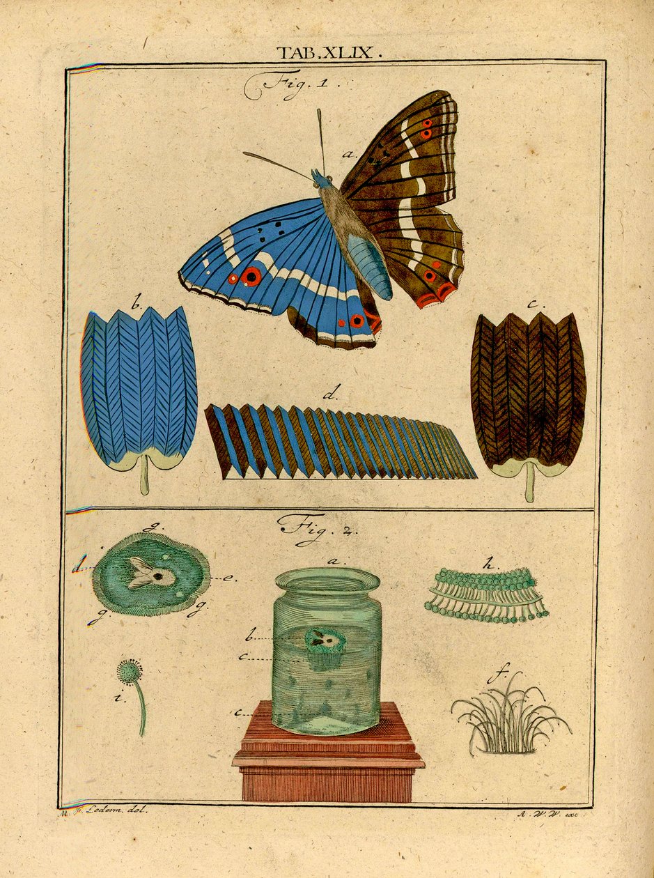 Illustrations d