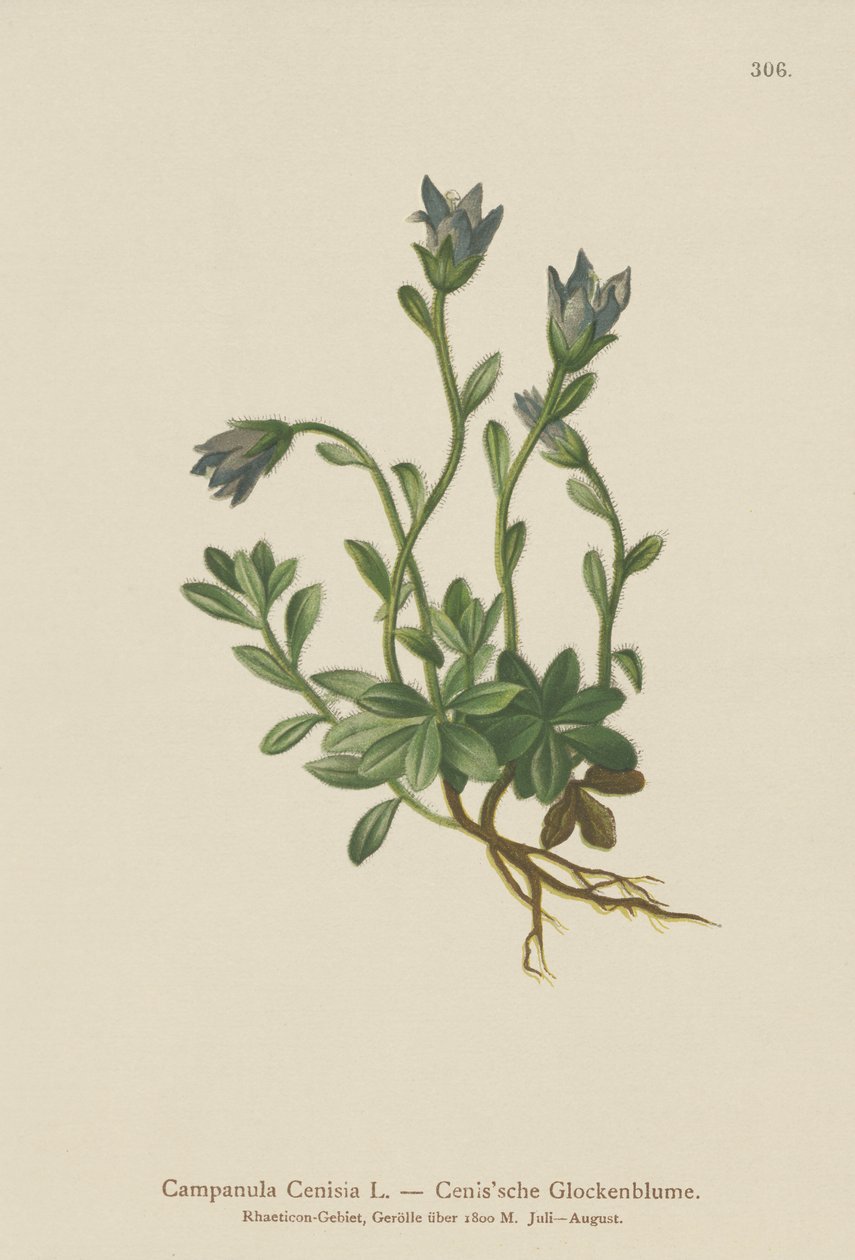 Campanule du Mont-Cenis - German School