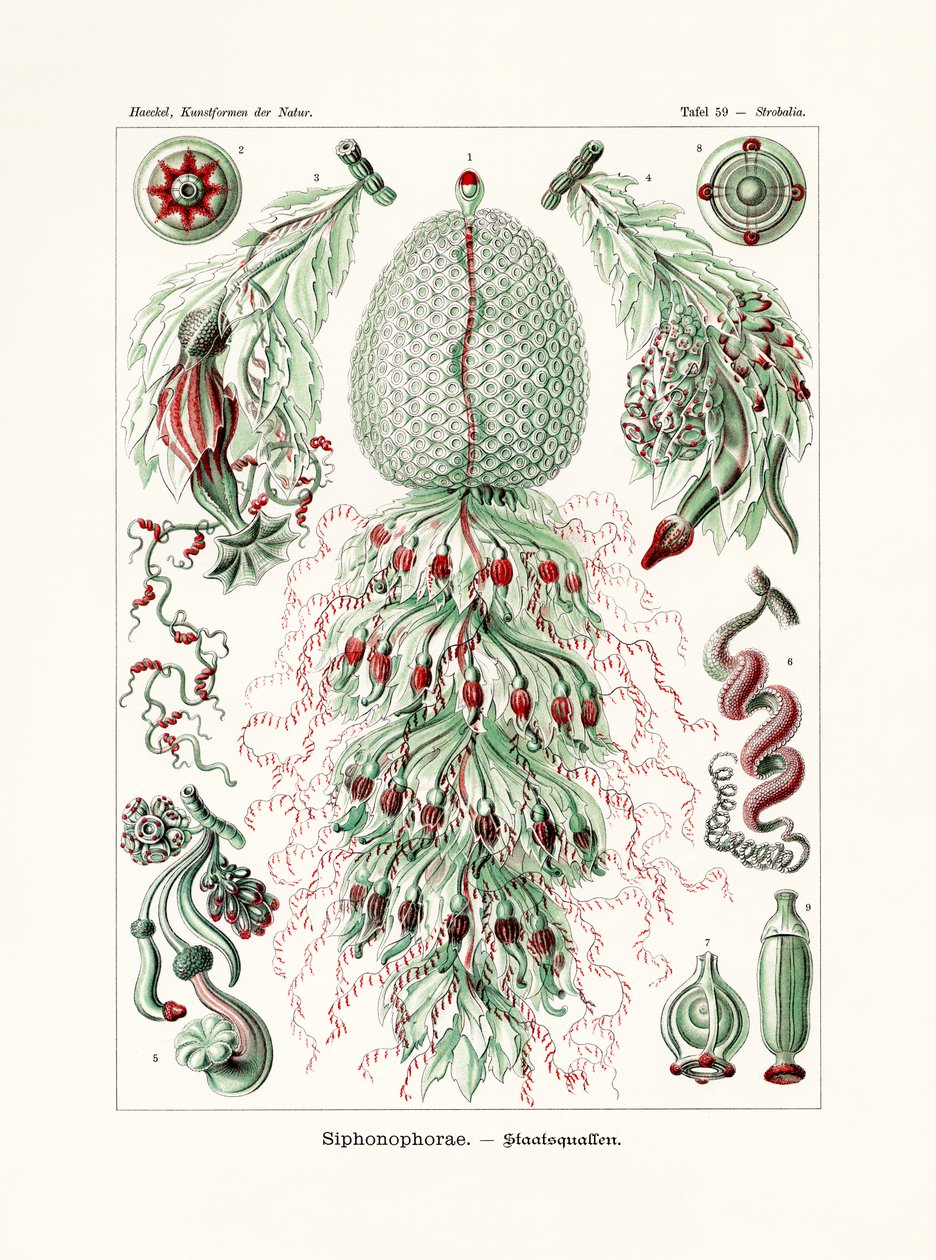 Siphonophorae, 1899-1904 - German School