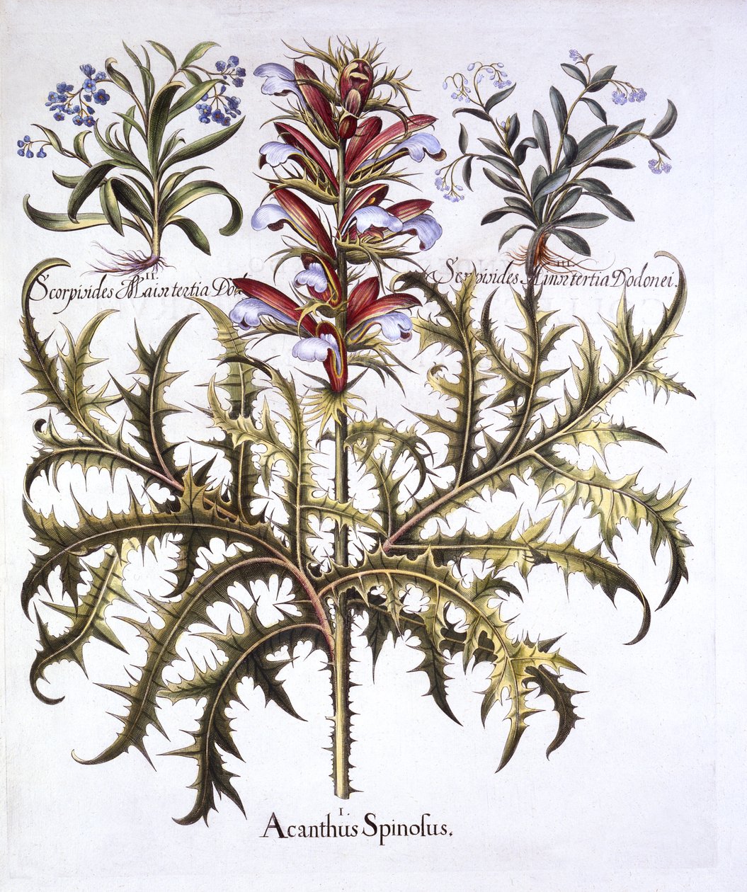 Acanthus épineux et myosotis, de Hortus Eystettensis, par Basil Besler, pub. 1613 - German School